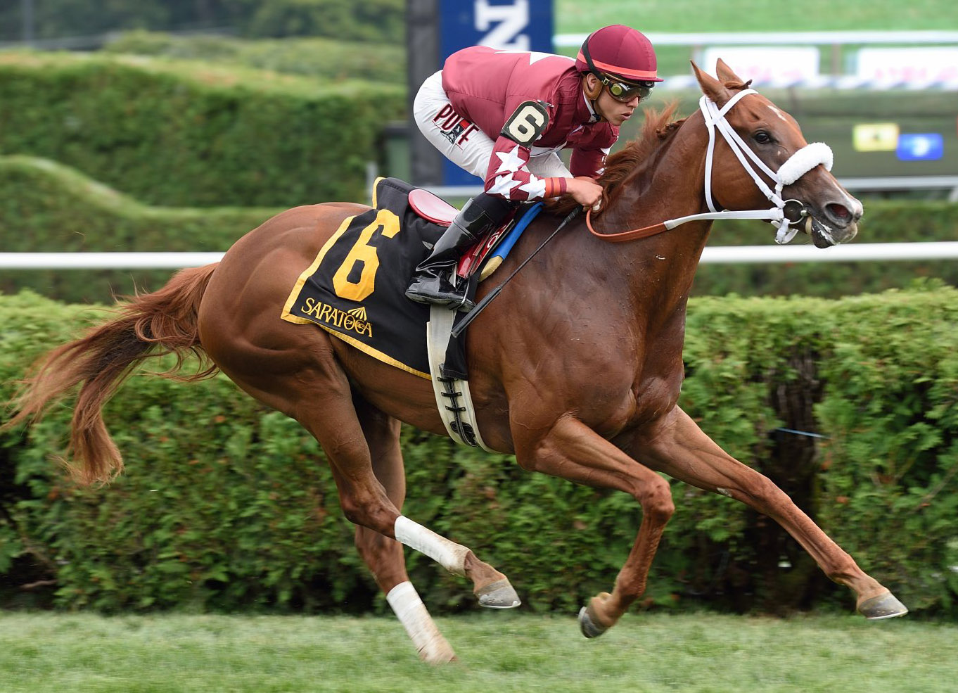 Lady Shipman winning at Saratoga (photo by Chelsea Durand of Thoroughbred Daily News)