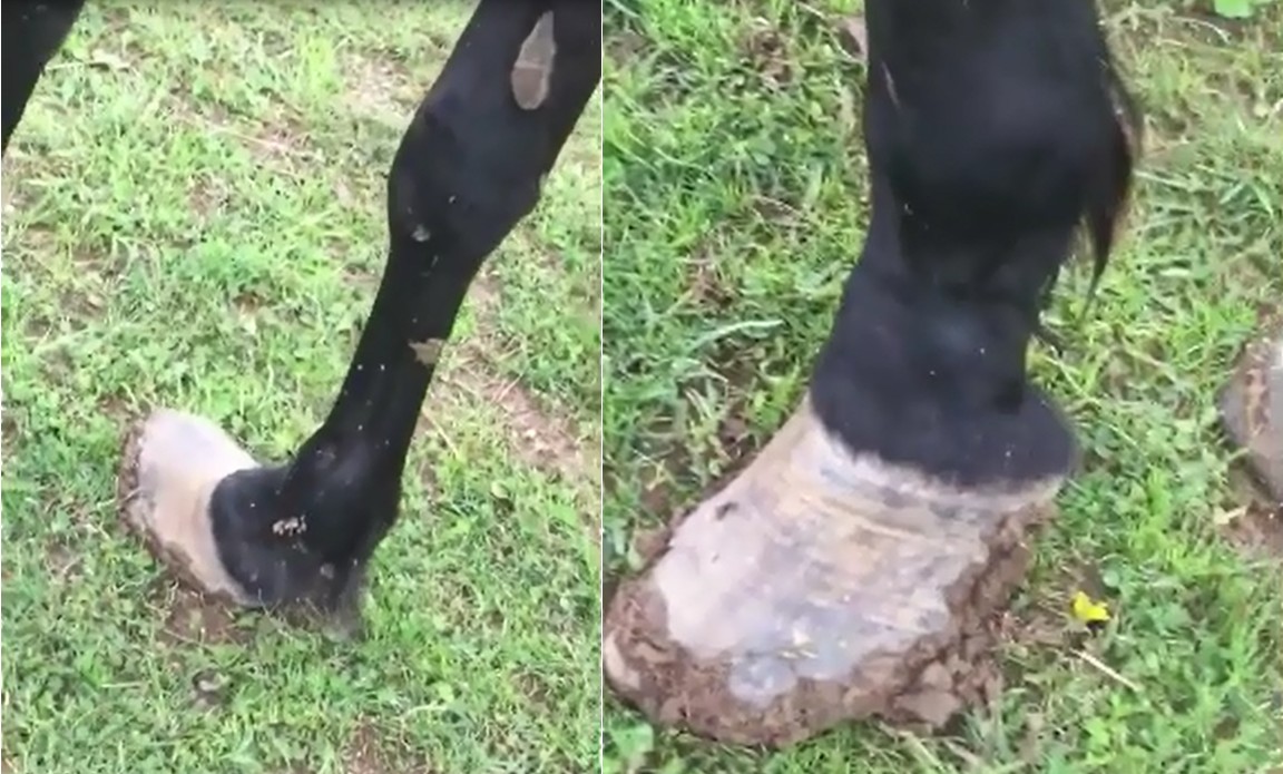 Overgrown, untrimmed hooves of a horse Ken Summerville claims belongs to Maria Borell.