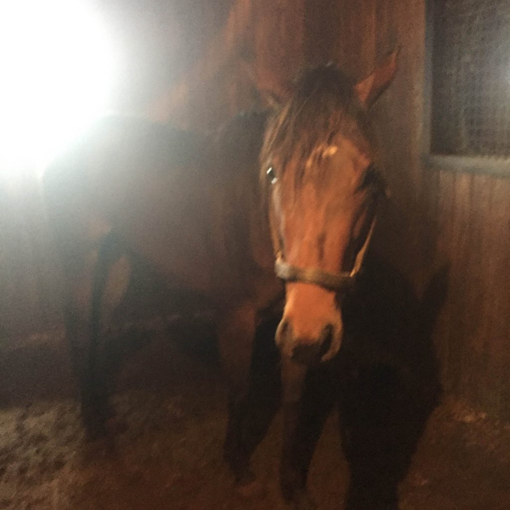 What appears to be a very malnourished horse that Ken Summerville says belongs to Maria Borell.