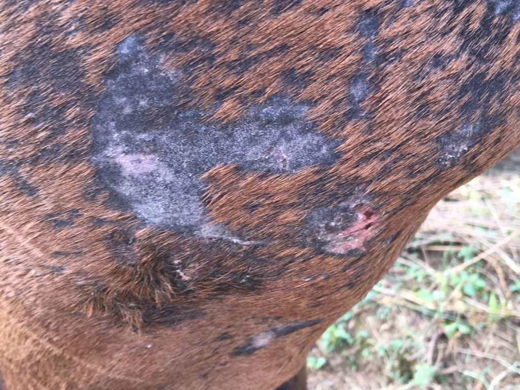 Neglected Horse B