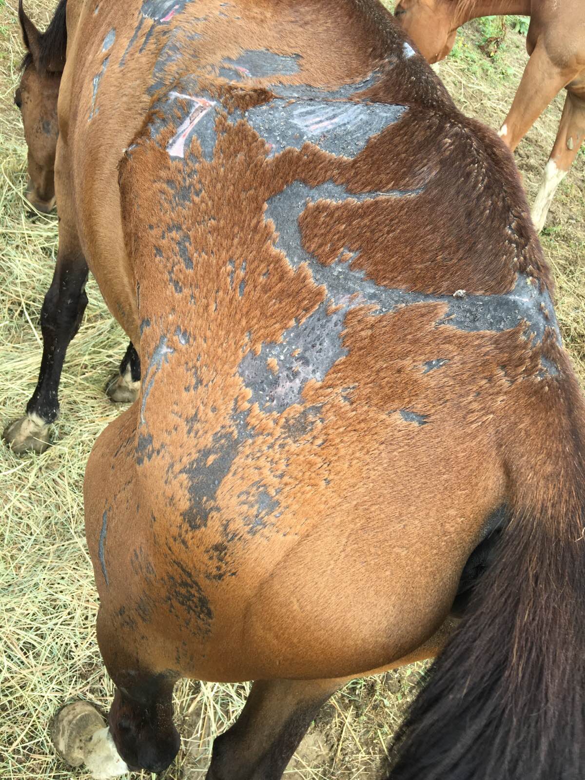 Neglected Horse A