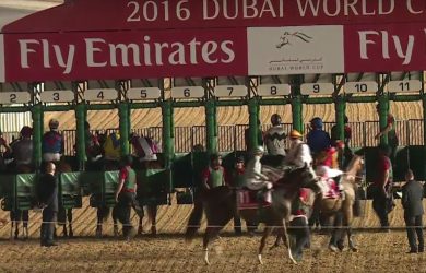California Chrome gets ready to load into the gate prior to his victory in the 2016 Dubai World Cup.