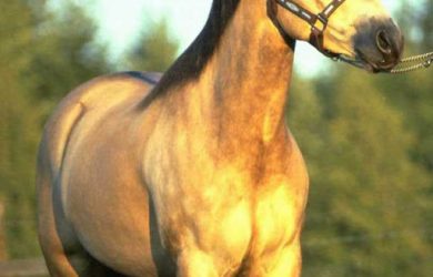 Bridled-horse