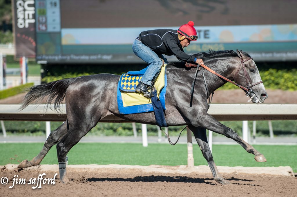 Arrogate drills a mile in 1:38-2/5 in preparation for his next start (photo by Jim Safford).