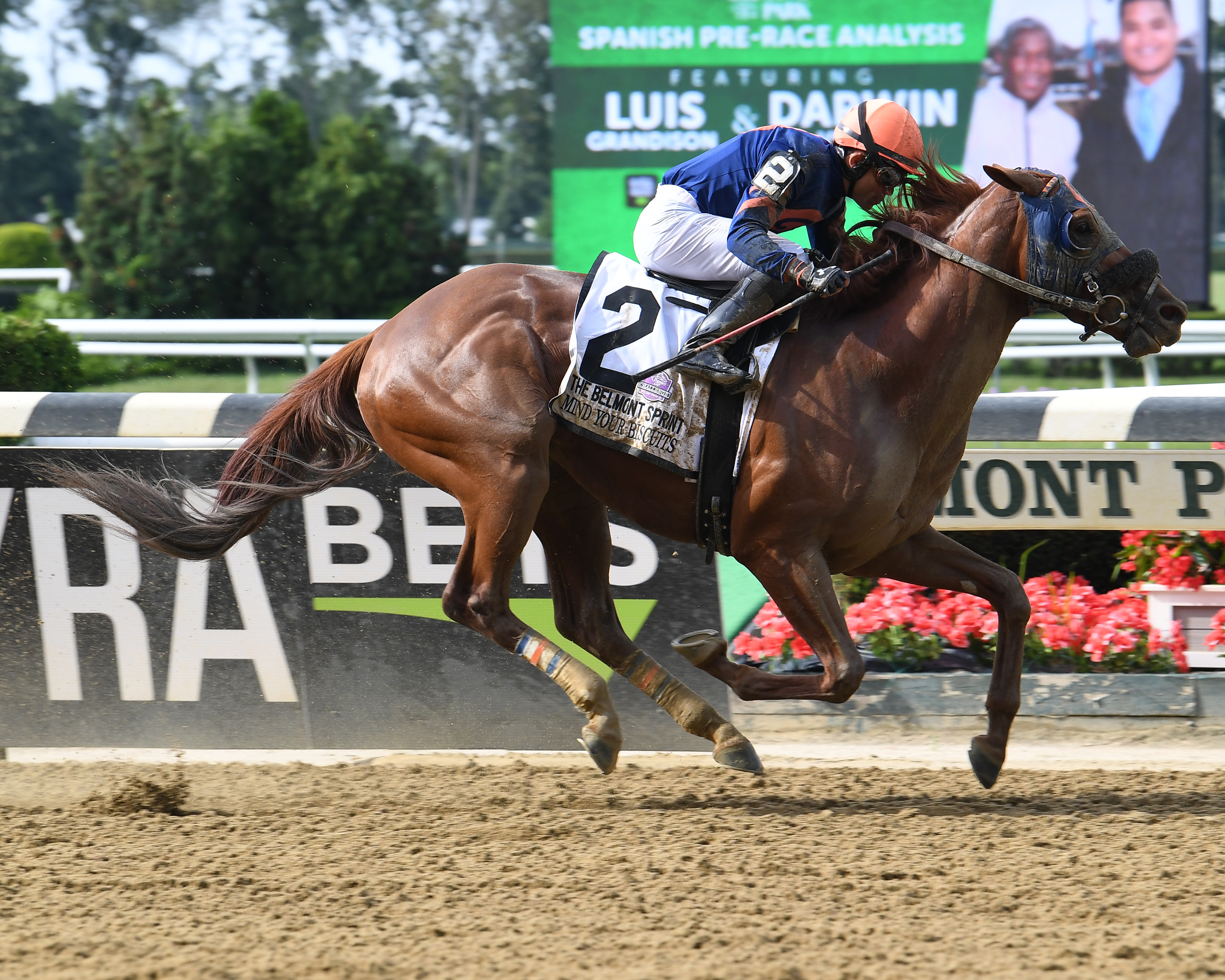 Mind Your Biscuits handily bested his rivals in the Belmont Sprint Championship (photo via Viola Jasko/NYRA).