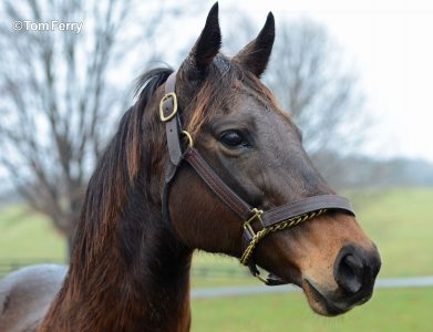 002 - Hermitage's Caressing was an Eclipse Award winner and the dam of another