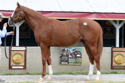 Improbable (photo courtesy of Taylor Made Stallions).