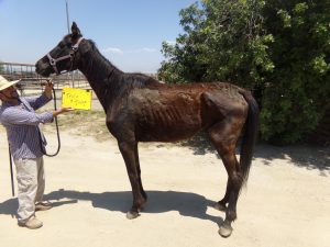 Starving Thoroughbred horse